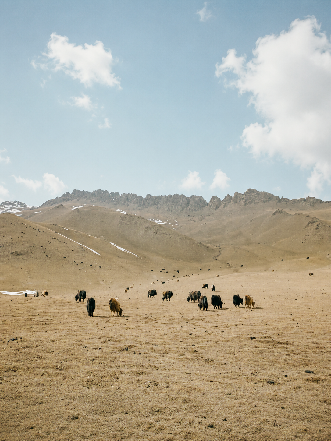Yaks grazing on a high mountain plain